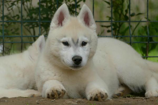 Siberian Husky BEAUTIFUL puppy